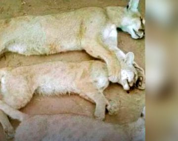 Indignante: rompió la cuarentena para ir a cazar y mató a un puma y sus crías