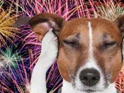 pirotecnia en navidad: como proteger a las mascotas usando musica pirotecnia en navidad: como proteger a las mascotas usando musica