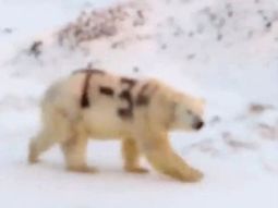 El misterioso mensaje pintado en un oso polar que alarmó a los científicos