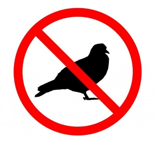 Los memes por la invasión de piojos de paloma en la Ciudad de Buenos Aires y el Conurbano