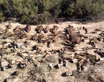Hallaron un matadero clandestino de caballos en Mendoza