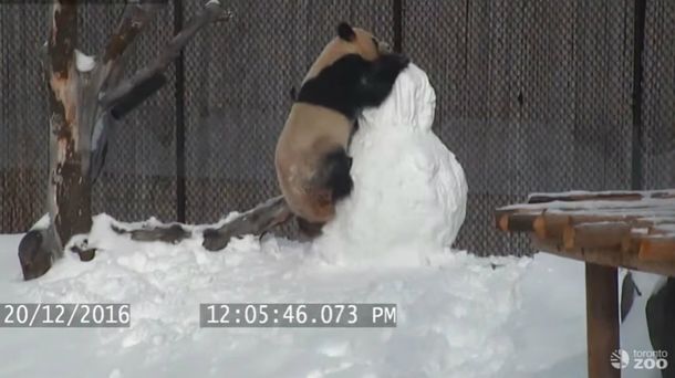 El panda disfrutó de la nieve