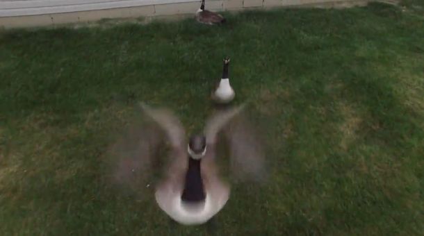 El ganso que no soportó al drone que lo filmaba y lo tiró abajo