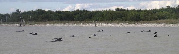 Al menos 10 ballenas mueren varadas y otras 40 están en peligro