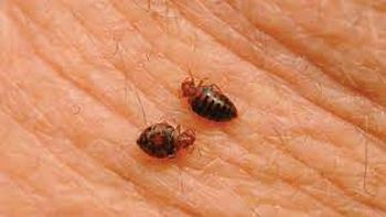 Las chinches, un problema para millones de mexicanos.