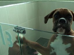 amor para siempre: proponen clonar las mascotas para que sean eternas amor para siempre: proponen clonar las mascotas para que sean eternas