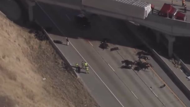 Los animales quedaron muertos sobre la autopista en Utah