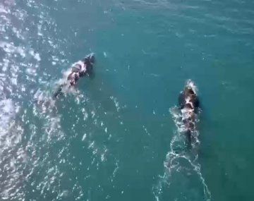 Maravillosas imágenes de ballenas en Chubut