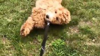 Lo sacó a pasear, pero estaba cansado y tuvo que arrastrarlo Lo sacó a pasear, pero estaba cansado y tuvo que arrastrarlo