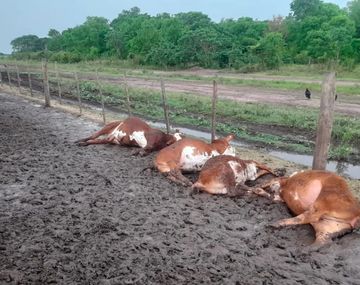 Formosa: un rayo fulminó a 65 terneros dentro de un corral