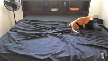 hacer la cama es todo un desafio con dos gatos en la casa: mira por que hacer la cama es todo un desafio con dos gatos en la casa: mira por que