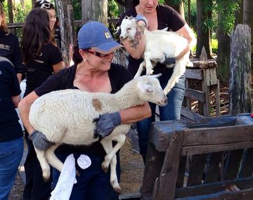 Desbaratan matadero en el que torturaban animales y salvan a 9.500 ejemplares