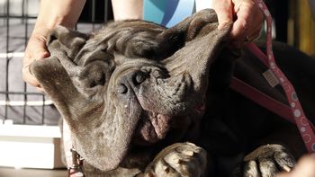 La mastín napolitano la tuvo fea al principio, pero ya está bien de salud La mastín napolitano la tuvo fea al principio, pero ya está bien de salud