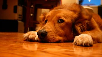 cinco consejos para cuidar a tu mascota de la pirotecnia en las fiestas cinco consejos para cuidar a tu mascota de la pirotecnia en las fiestas