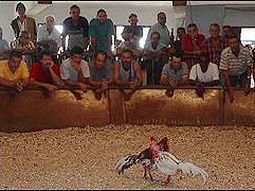 Riña de gallos