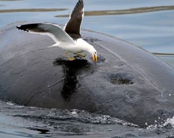 Chubut: plan para eliminar gaviotas que ataquen a las ballenas