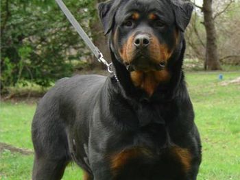 Una nena de 9 años fue atacada por un perro rottweiler