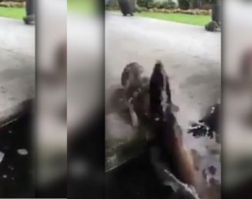 Un gatito quiso pescar y terminó en el agua