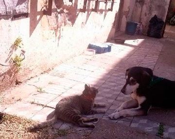 Arrojan a una perra desde una tribuna