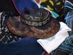 corrientes: detuvieron a un hombre que viajaba con serpientes, aranas y ciempies en valijas corrientes: detuvieron a un hombre que viajaba con serpientes, aranas y ciempies en valijas
