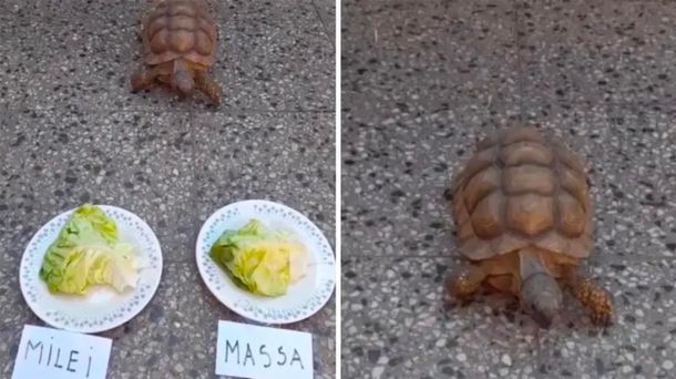La tortuga viral que predijo Argentina campeón del mundo dio su pronóstico del balotaje