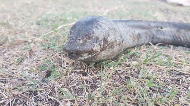 Carlos Paz: hallan un extraño animal en el lago San Roque