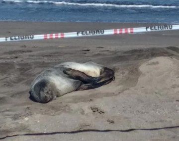 Jaurías matan a lobos marinos