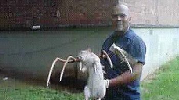 Ratota Ratota