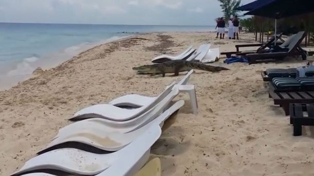 Susto en una playa mexicana por la aparición de un cocodrilo