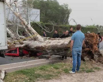 Tragedia en Mendoza: murió una mujer tras la caída de un árbol por fuertes vientos
