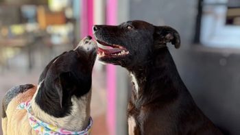 una historia de amor: a una perrita le descubrieron un tumor, su amiga la cuida y buscan adopcion una historia de amor: a una perrita le descubrieron un tumor, su amiga la cuida y buscan adopcion