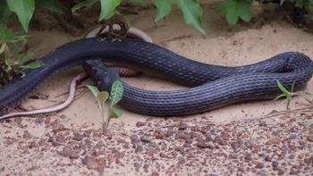 una vibora vomito otra que aun estaba viva una vibora vomito otra que aun estaba viva
