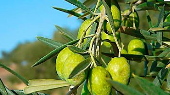 suspende la produccion de una tradicional planta de aceitunas argentinas suspende la produccion de una tradicional planta de aceitunas argentinas
