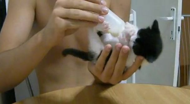 Un lindo gatito que se desespera a la hora de tomar de la mamadera