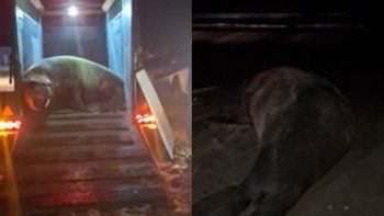 El elefante marino fue devuelto al mar tras 10 horas de operativo. El elefante marino fue devuelto al mar tras 10 horas de operativo.