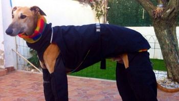 ultimos virales del ano: ¿como deberia ponerse los pantalones un perro? ultimos virales del ano: ¿como deberia ponerse los pantalones un perro?