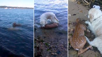 Un perro salva a un ciervo que se estaba ahogando Un perro salva a un ciervo que se estaba ahogando