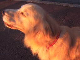 un perro imita el sonido de una ambulancia un perro imita el sonido de una ambulancia