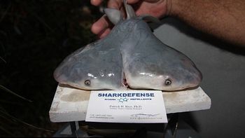 El tiburón de dos cabezas, ¿amenaza multiplicada? El tiburón de dos cabezas, ¿amenaza multiplicada?