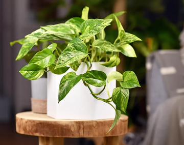Según la NASA, esta es la planta milagrosa que elimina sustancias cancerígenas