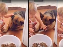 una nena le da de comer en la boca con cuchara a su perro una nena le da de comer en la boca con cuchara a su perro