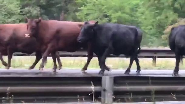 Volcó un camión con ganado en la Ezeiza -  Cañuelas y las vacas escaparon por la autopista