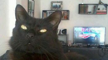 a seis dias de la tragedia en rosario, un joven encontro a su gato a seis dias de la tragedia en rosario, un joven encontro a su gato