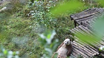 Qizai, el oso panda que sufrió una dura infancia Qizai, el oso panda que sufrió una dura infancia