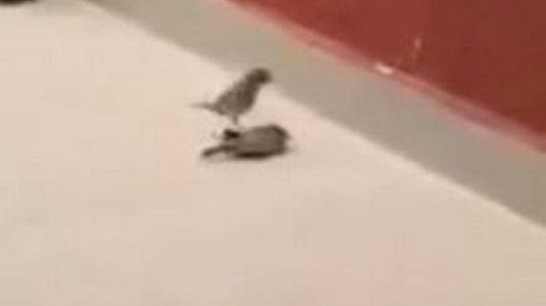 Increíble: un pajarito resucitó a otro y consiguió que vuelva a volar