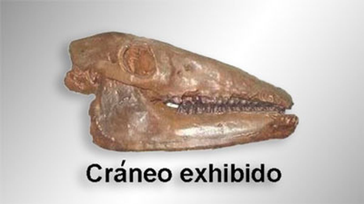 Hallan en Miramar el cráneo de una extraña criatura prehistórica