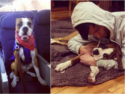 Final feliz: Oscar, el bóxer, pudo viajar a México