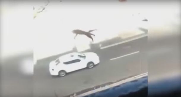 Una joven tira a un gato de un tercer piso