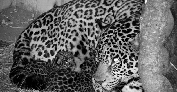 Luego de 70 años nacieron dos cachorros de yaguareté en Iberá