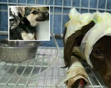 Maltrato animal: despellejaron a una perrita como hicieron con Chocolate